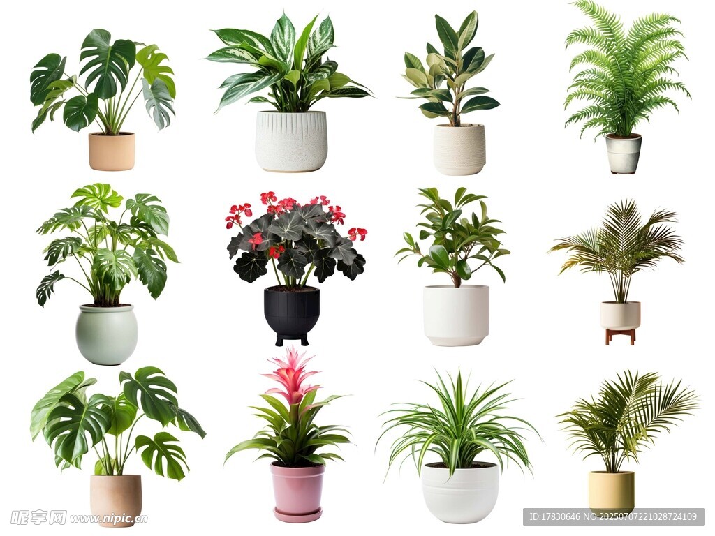 多样盆栽植物展示