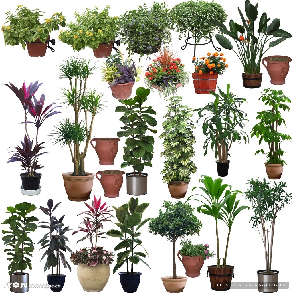 多样盆栽植物展示