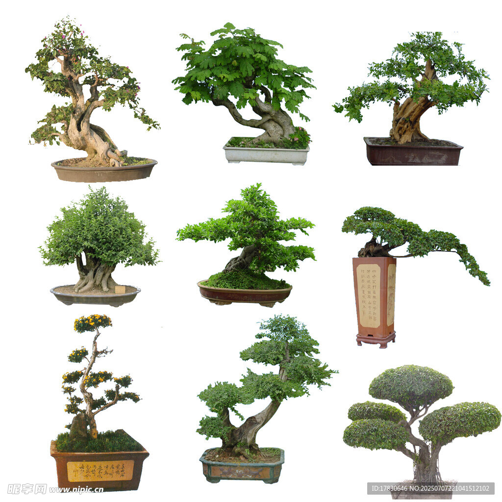 多样精美盆景展示