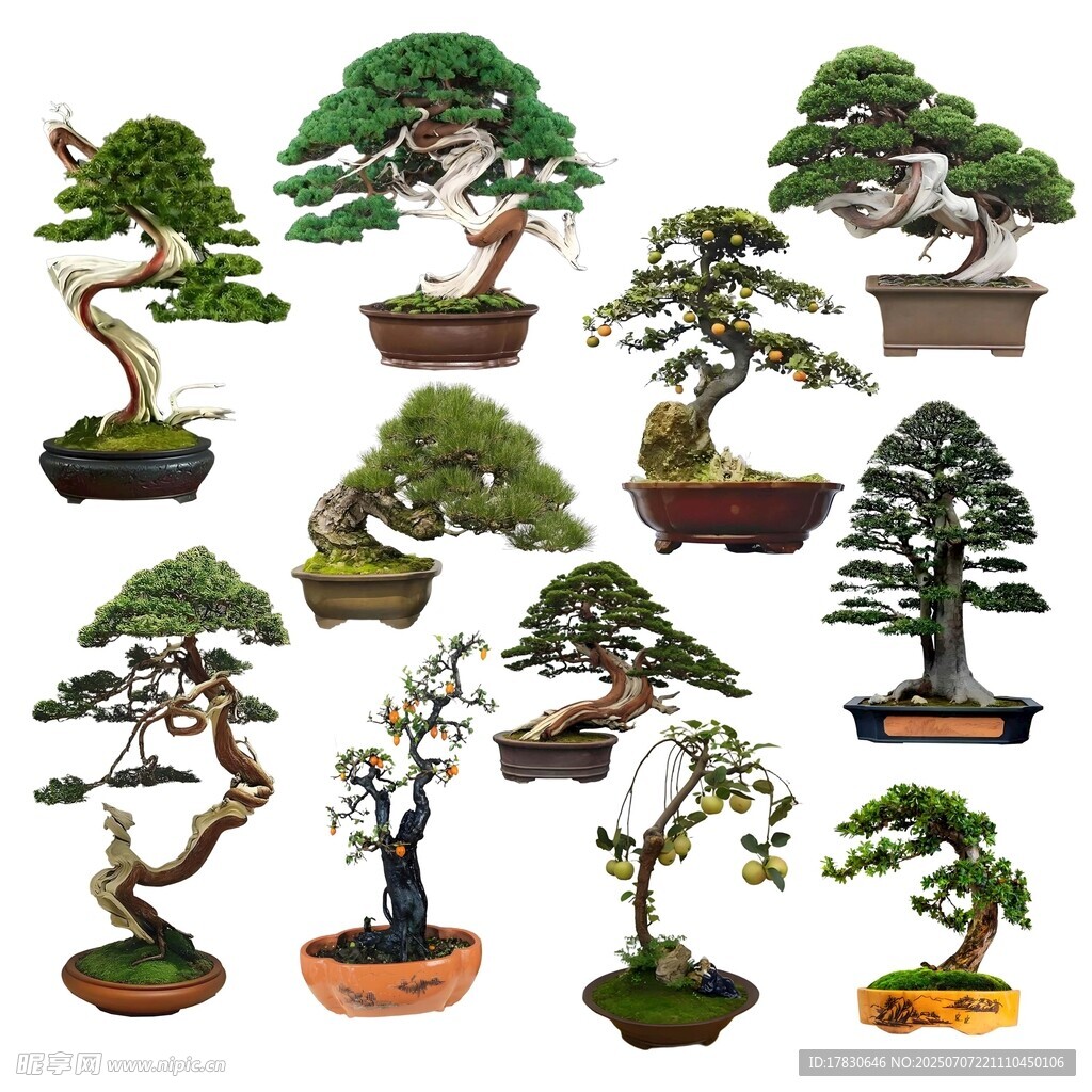 多样造型的精美盆景展示