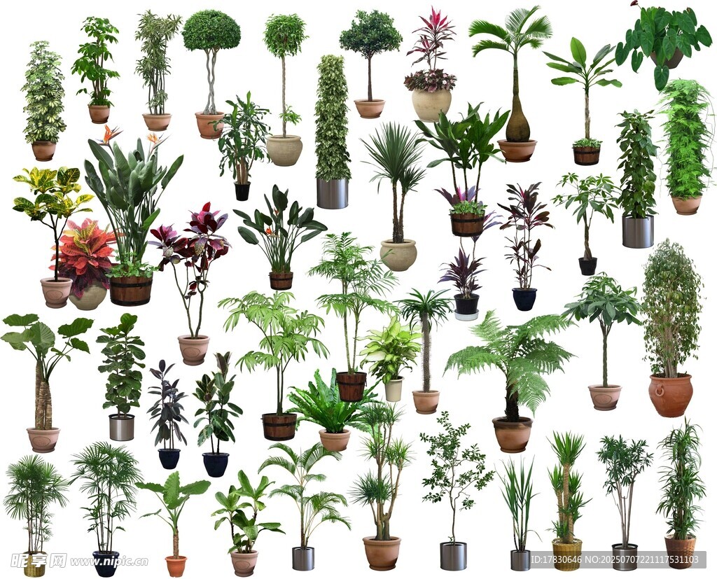 多样盆栽植物展示