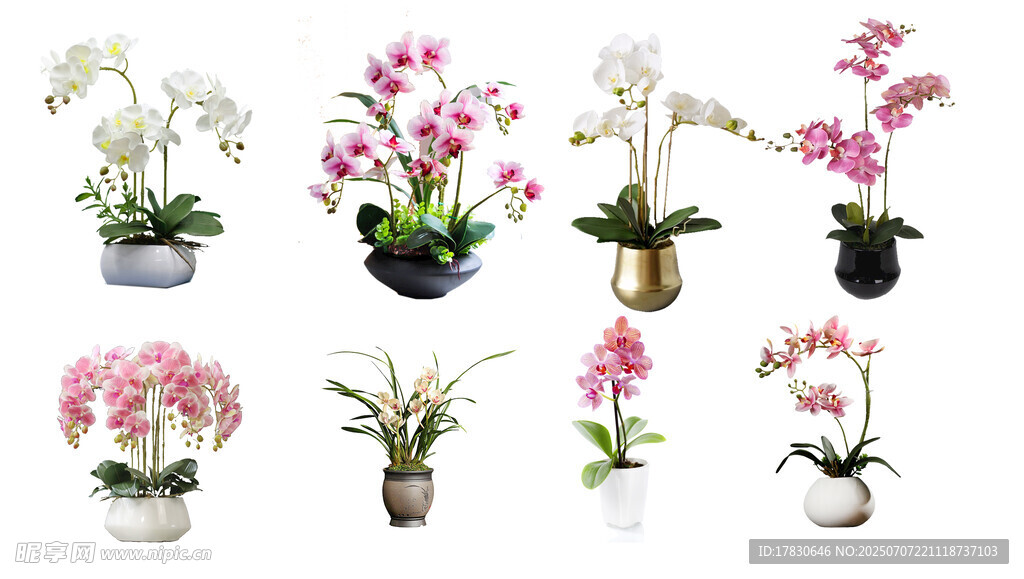 多样美丽兰花盆栽展示