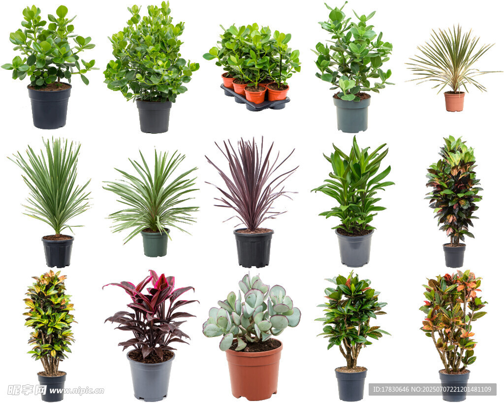 多样盆栽植物展示