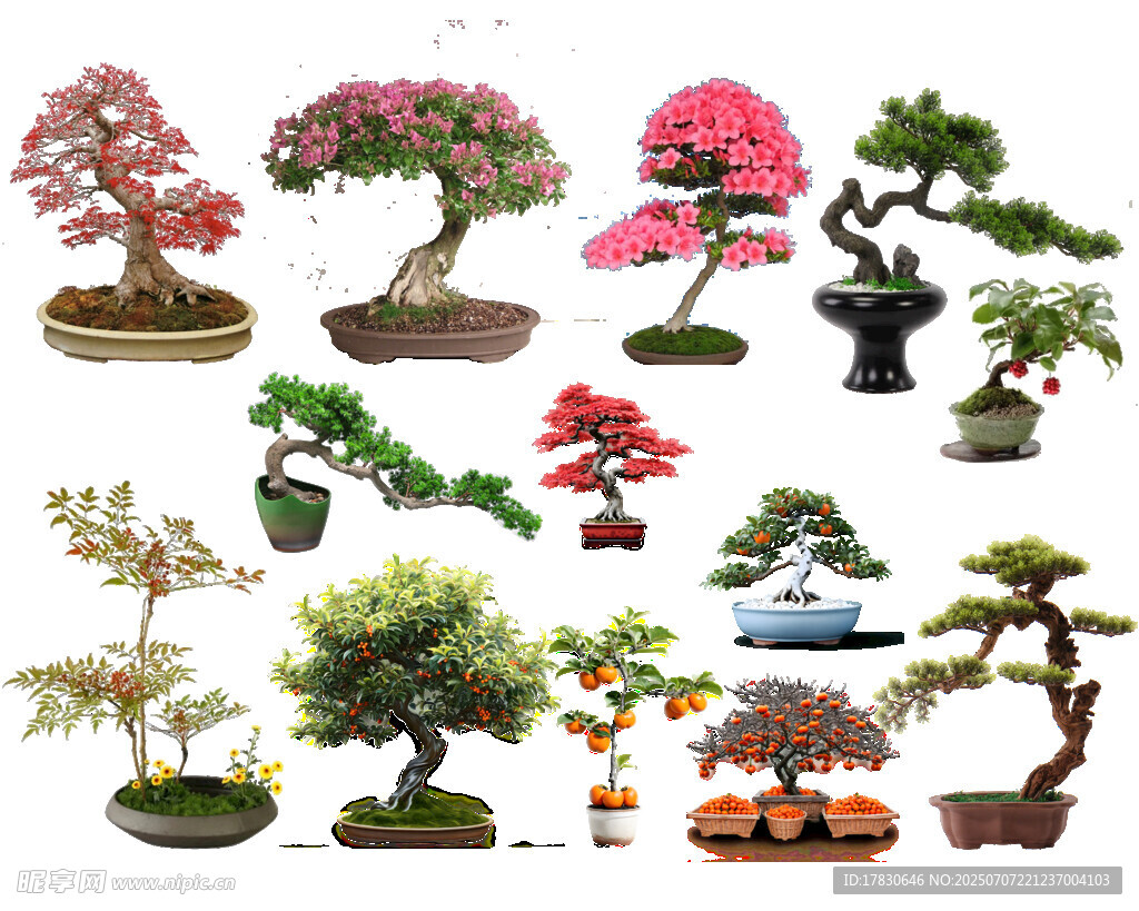 多样精美盆景展示