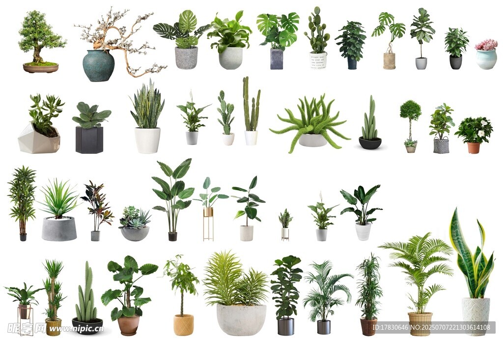 多样盆栽植物集合展示