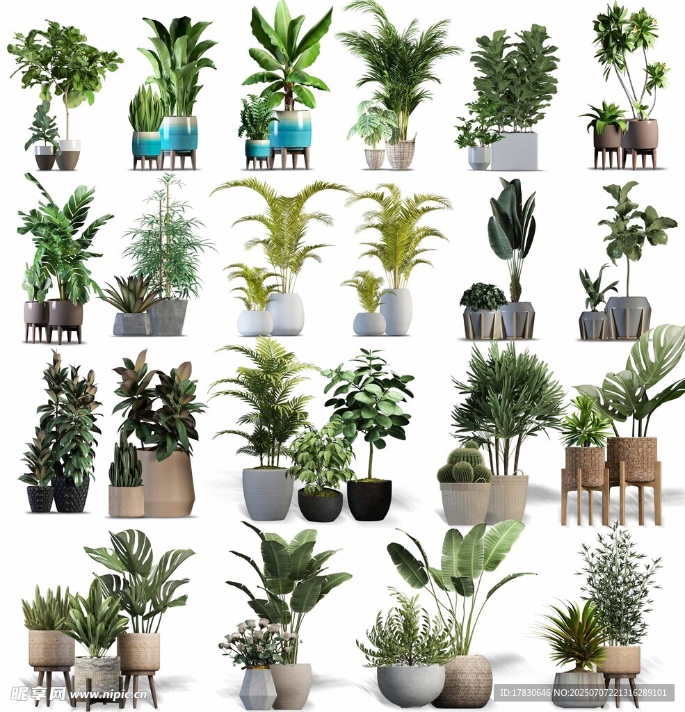 多样盆栽植物展示