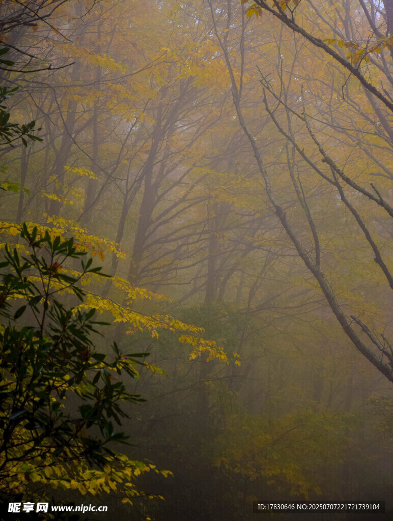 雾中树林的朦胧景致