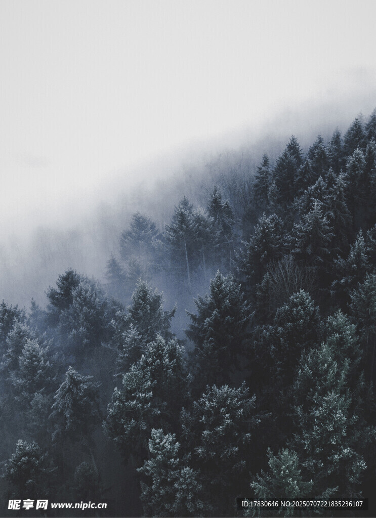雾中森林美景