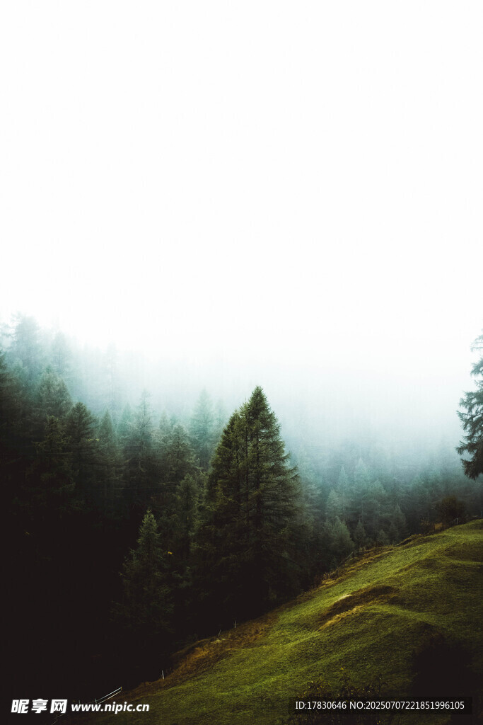 雾中葱郁山林美景
