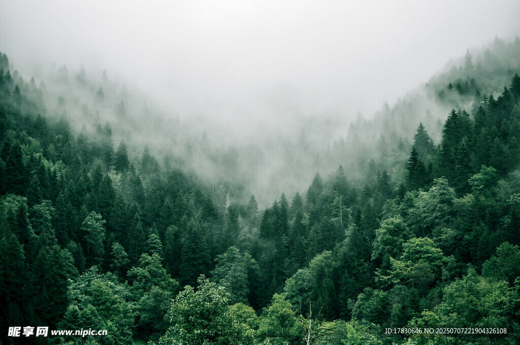 雾中葱郁山林美景
