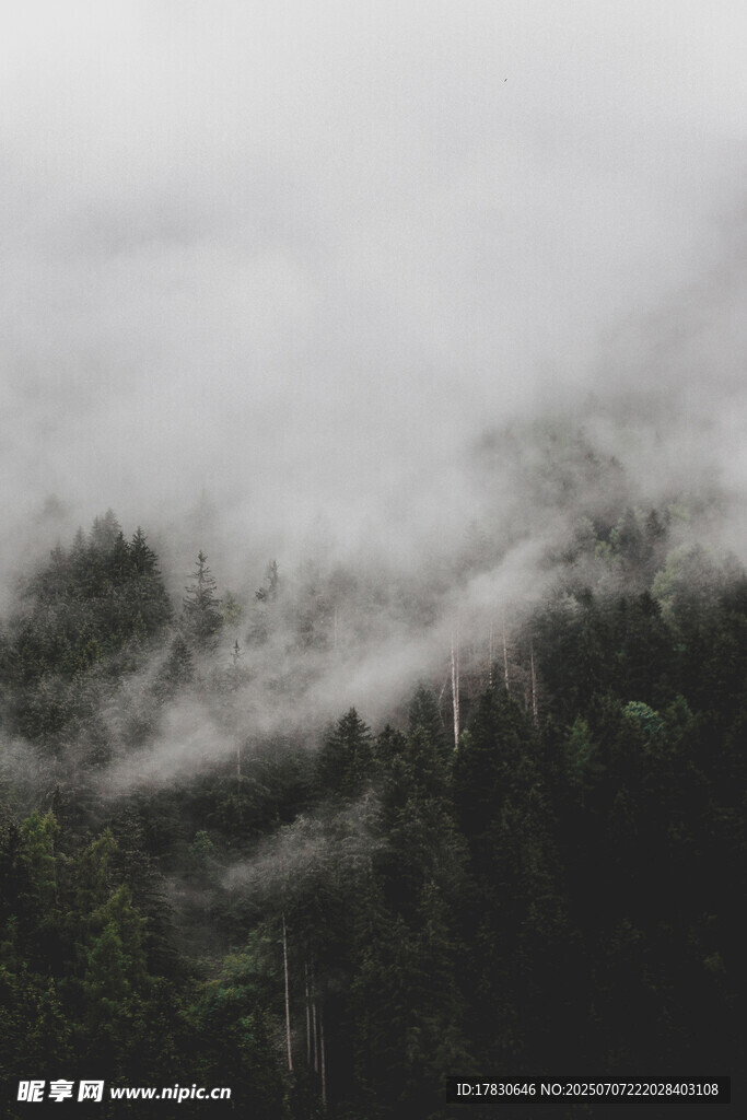 云雾缭绕的山林美景