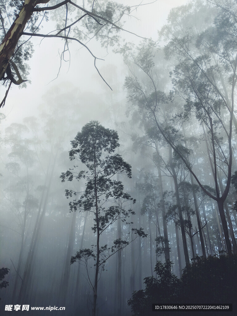 迷雾中的森林景象
