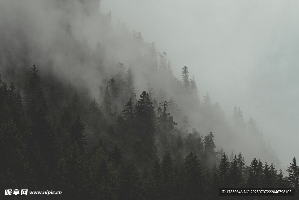 云雾缭绕的山林美景