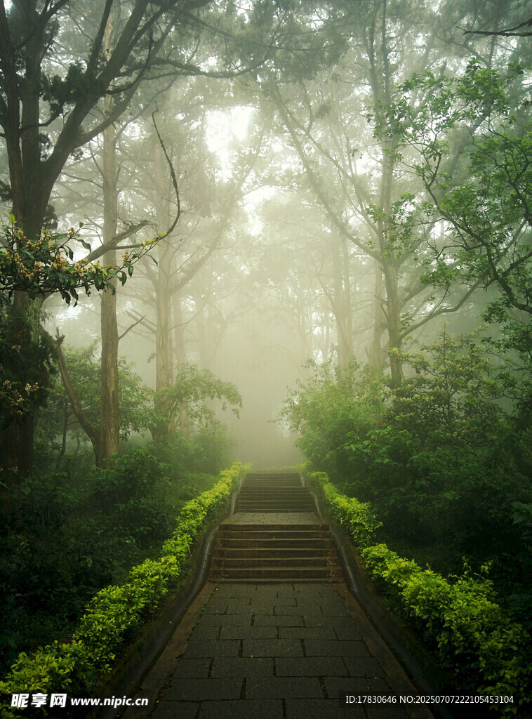林间晨雾中的幽静石阶