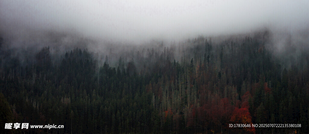 云雾缭绕的山林美景