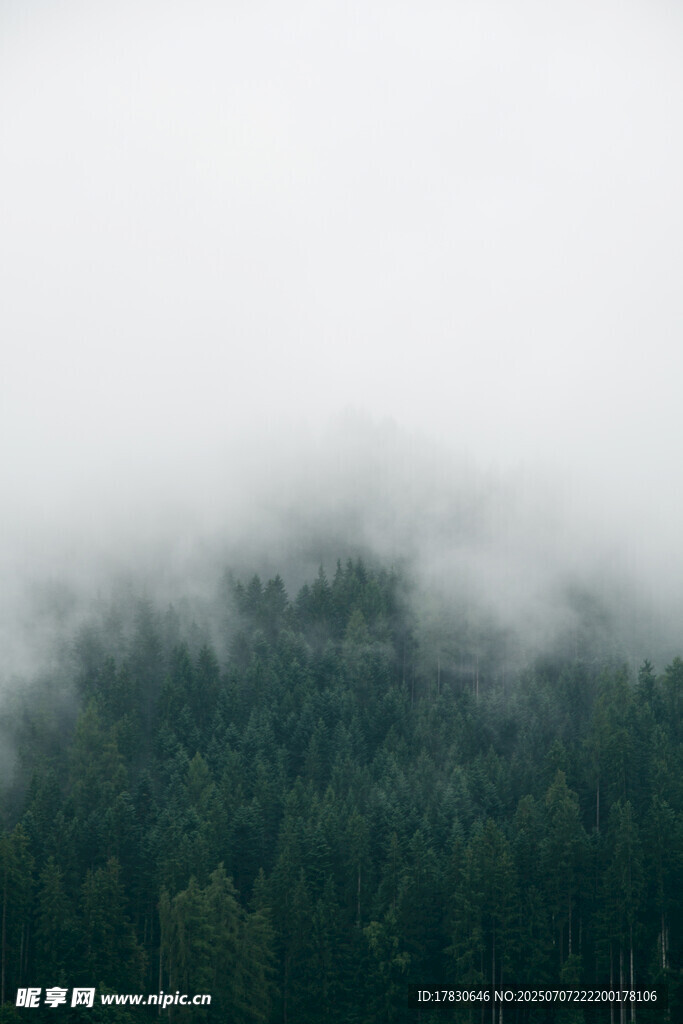 云雾缭绕的茂密森林
