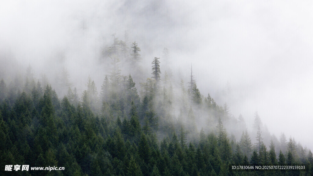 云雾缭绕的山林美景