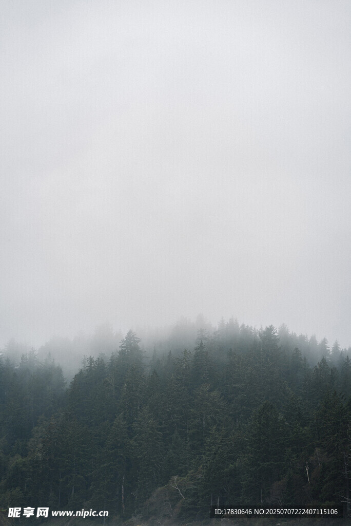 雾中森林景观