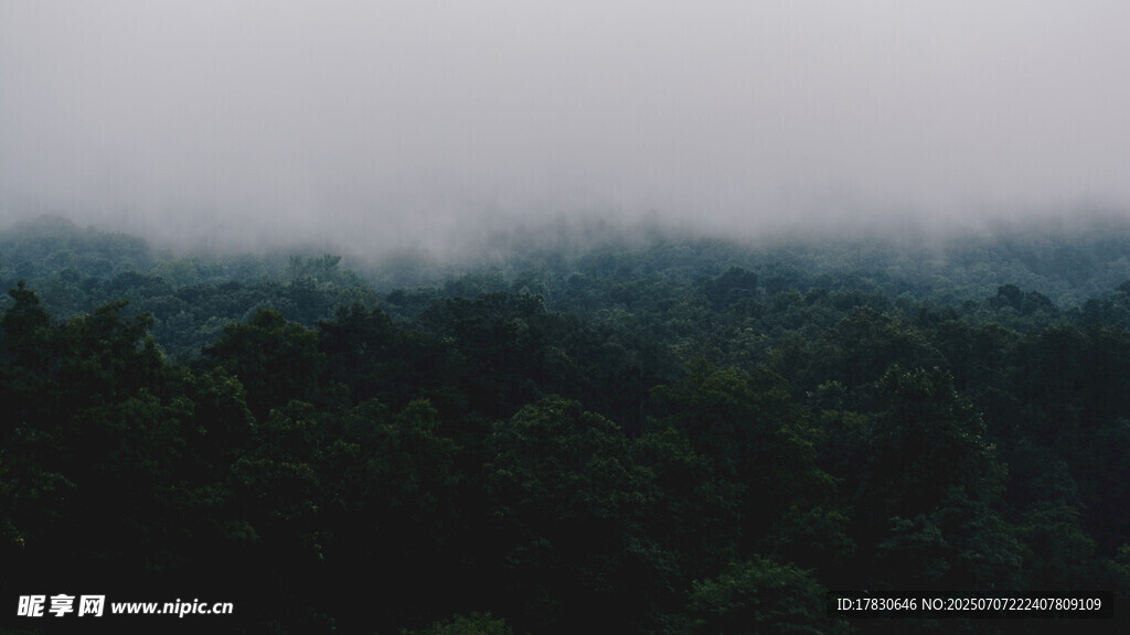 雾中森林景观