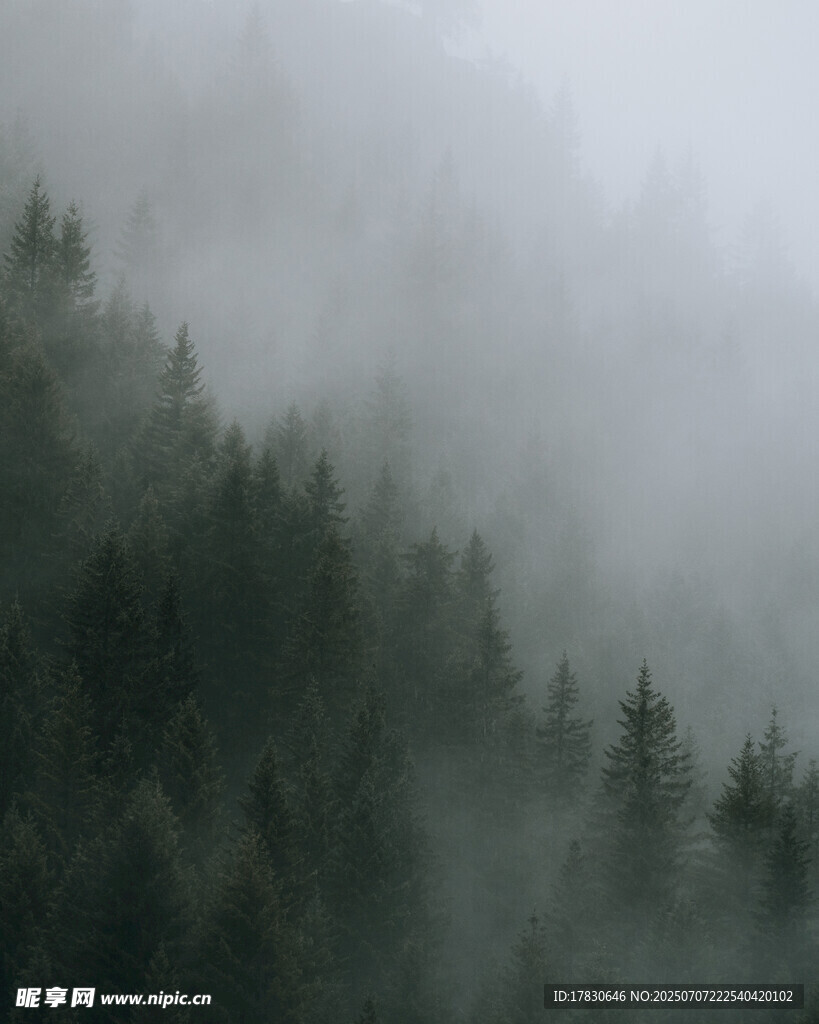 雾中森林景观