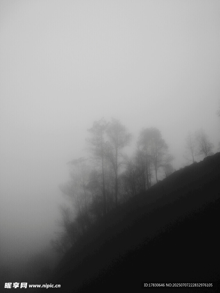 雾中朦胧树木景观