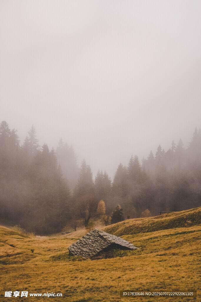 雾中草地与树木的静谧景致