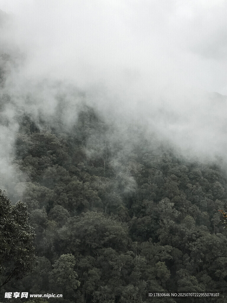 云雾缭绕的茂密山林