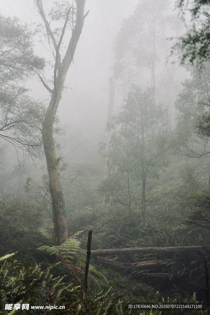 雾中森林景象