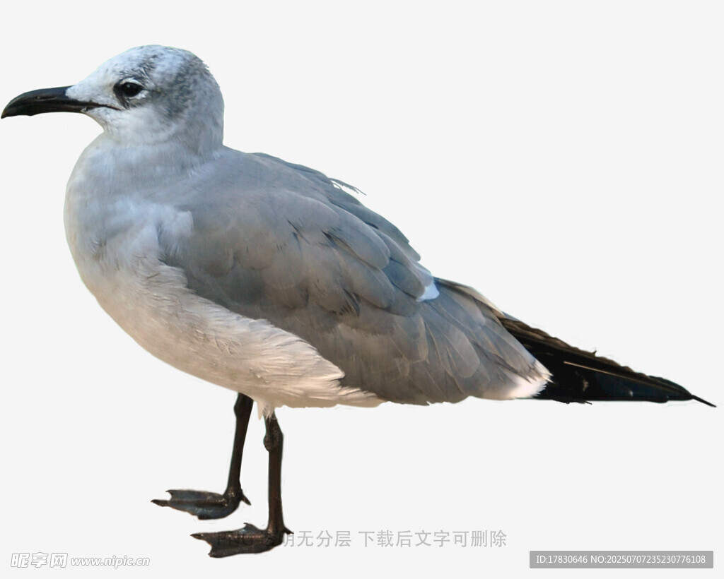 站立的海鸥
