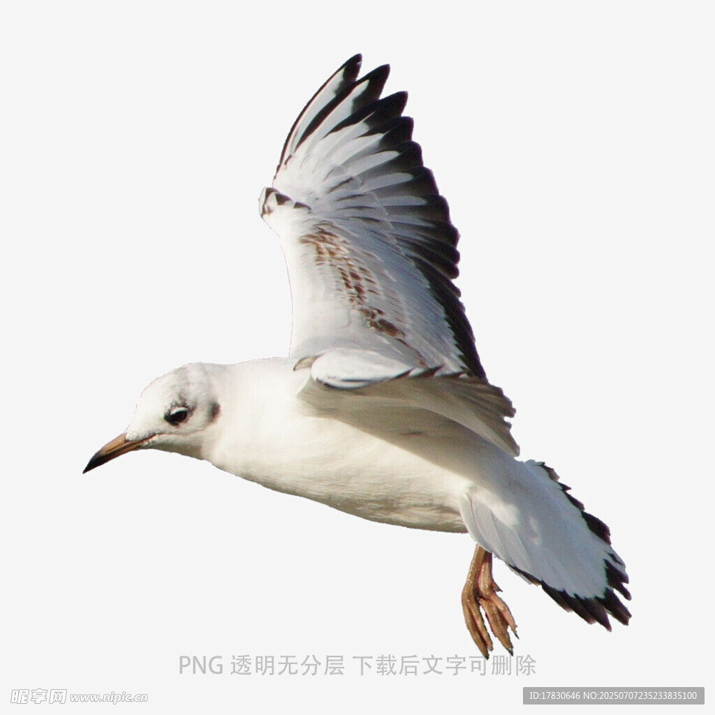 飞翔的海鸥