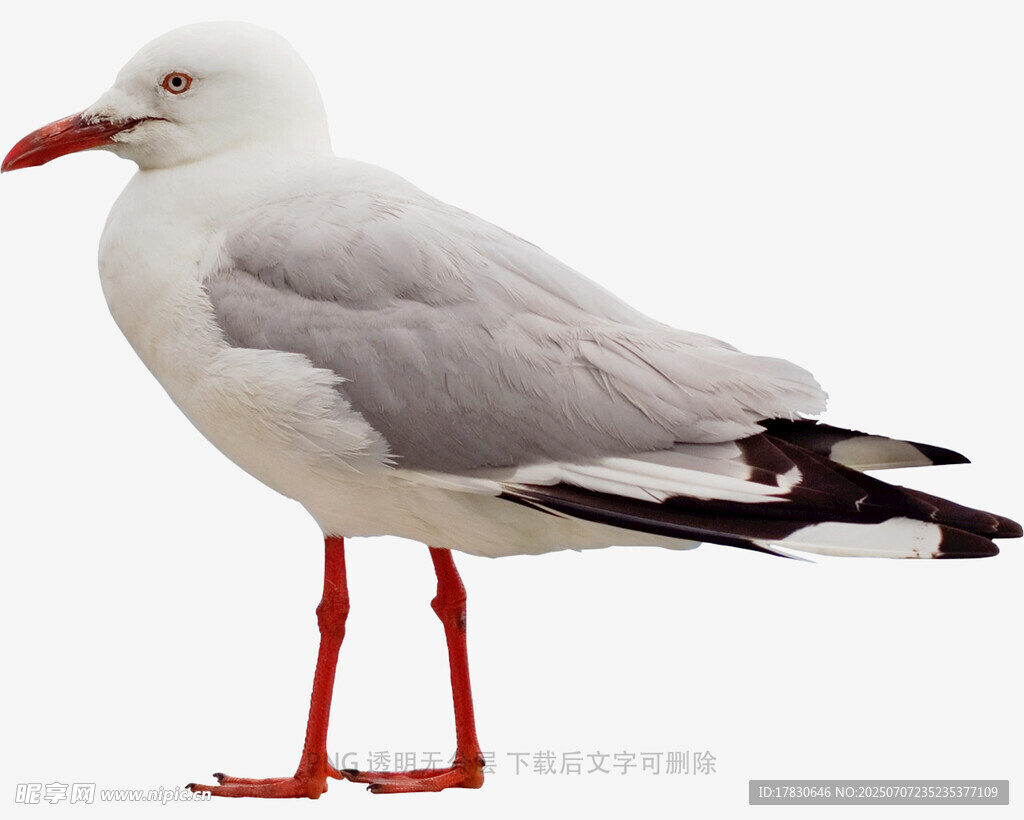 站立的红脚海鸥