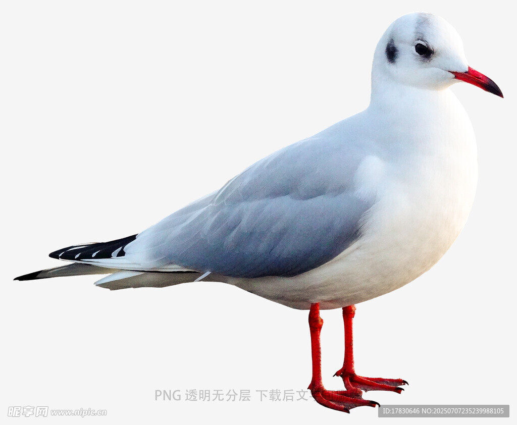 单只红脚海鸥特写