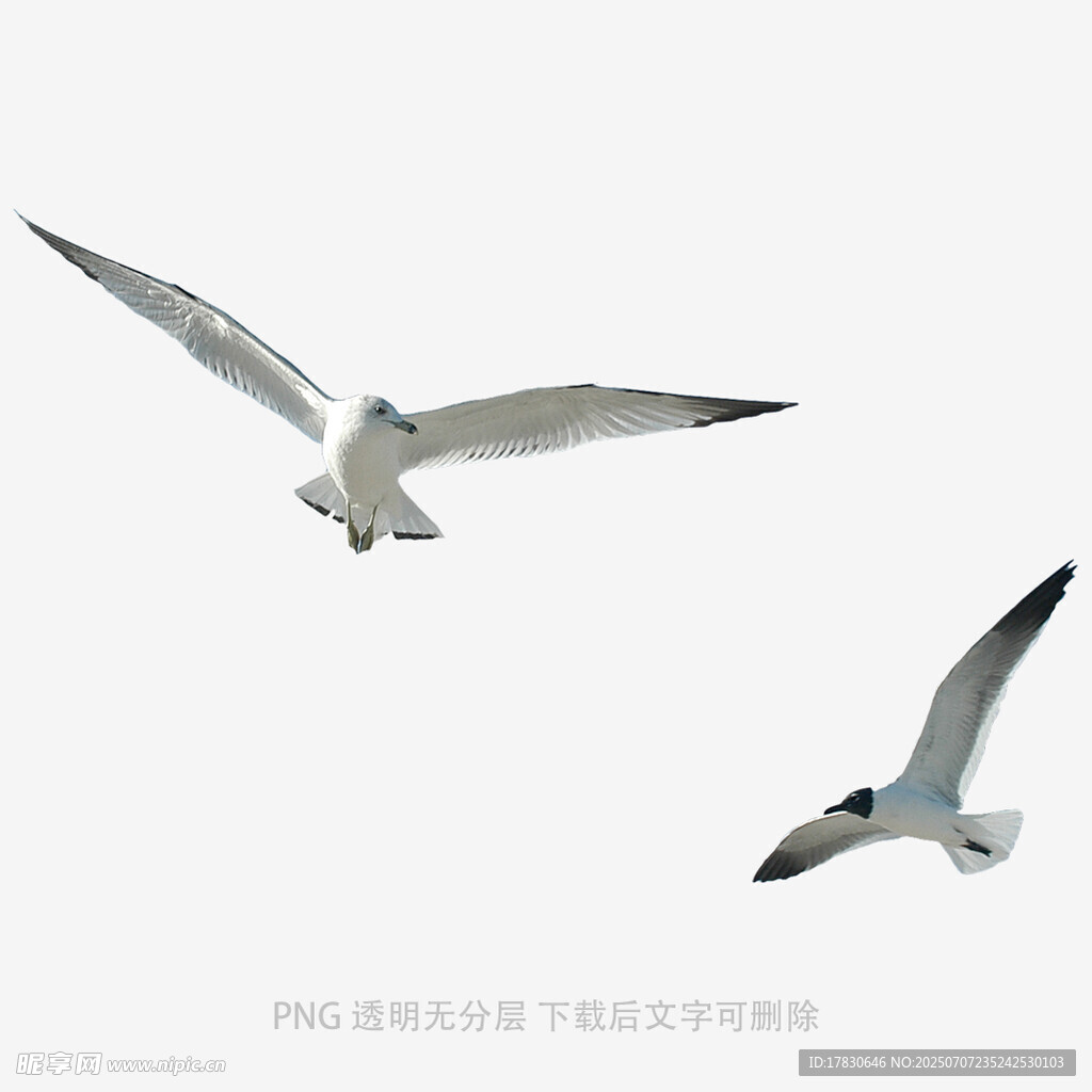双海鸥翱翔天际