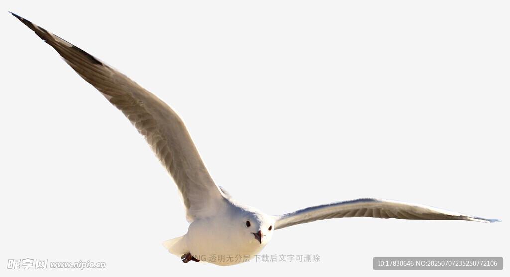 翱翔的海鸥
