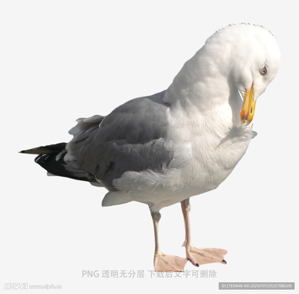 海鸥低头整理羽毛