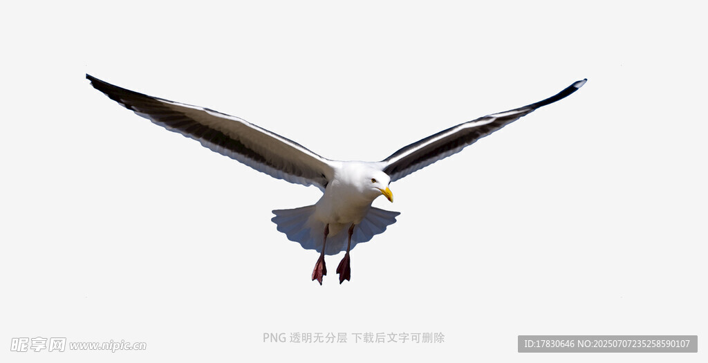 翱翔的海鸥