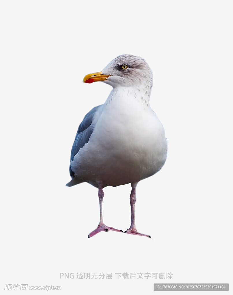 站立的海鸥
