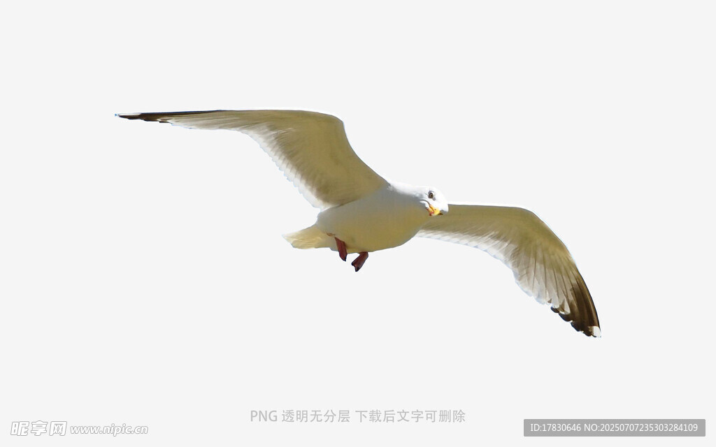 翱翔的海鸥