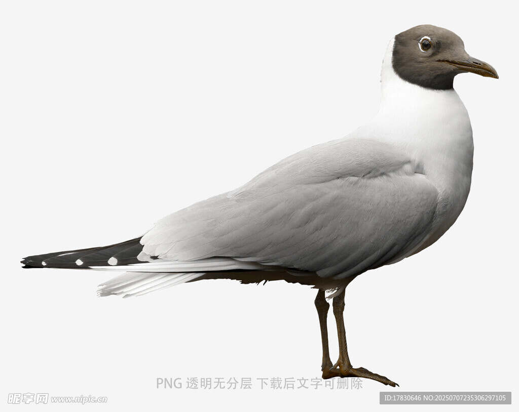站立的海鸥