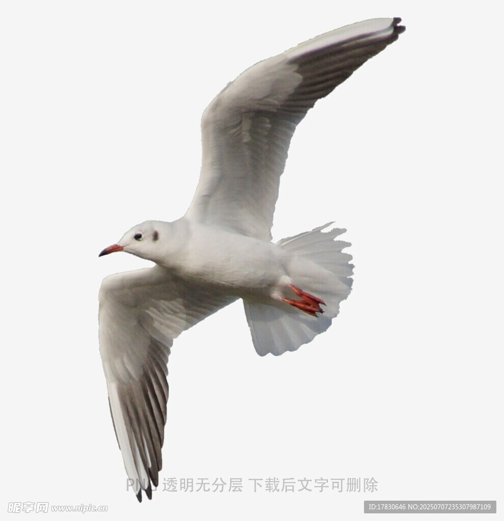 翱翔的海鸥