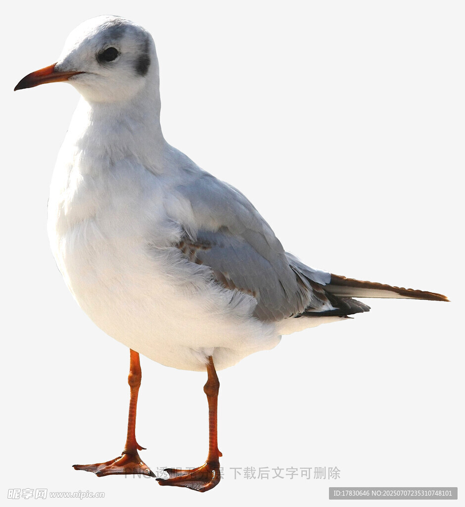 站立的海鸥