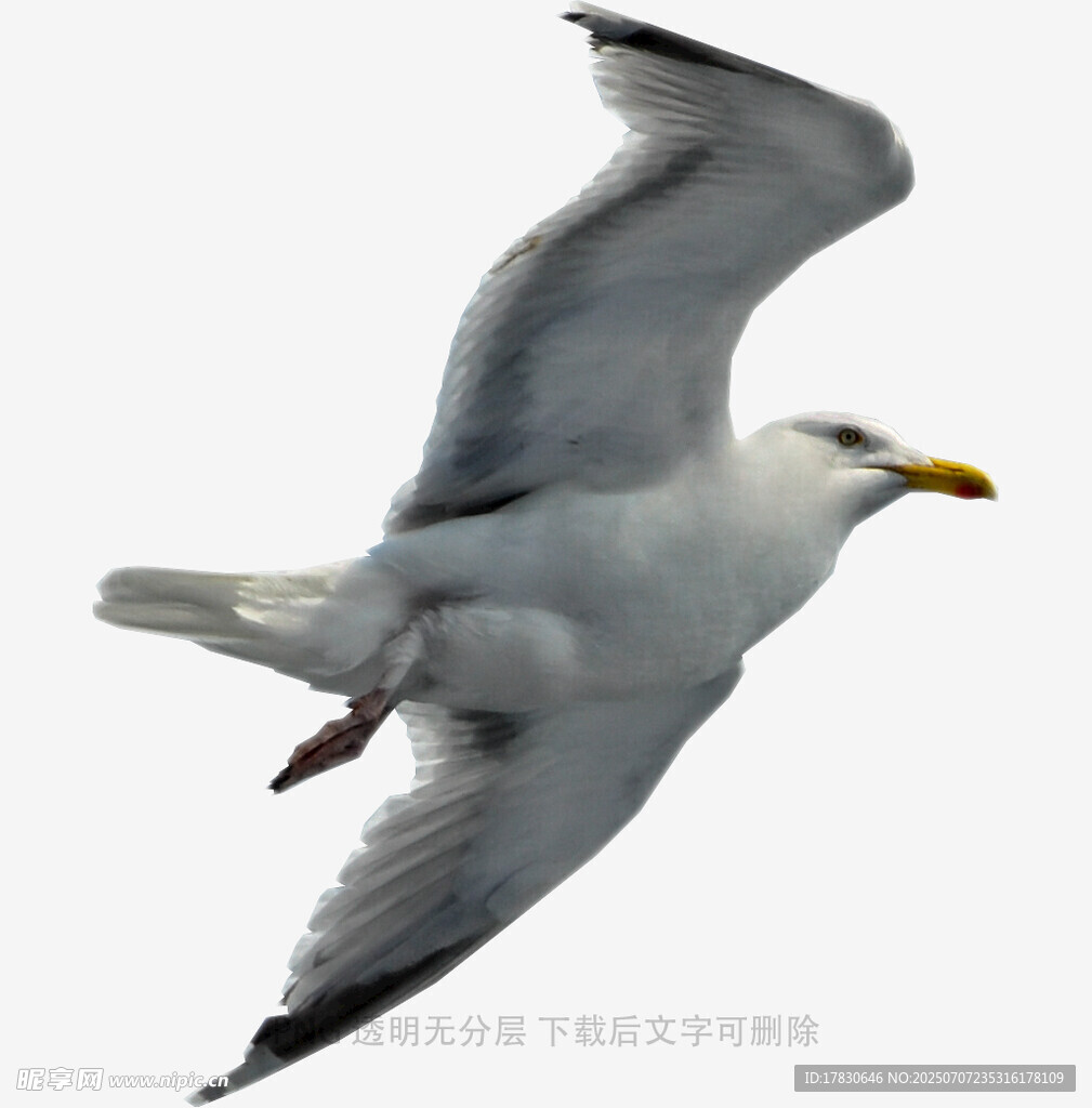 翱翔的海鸥