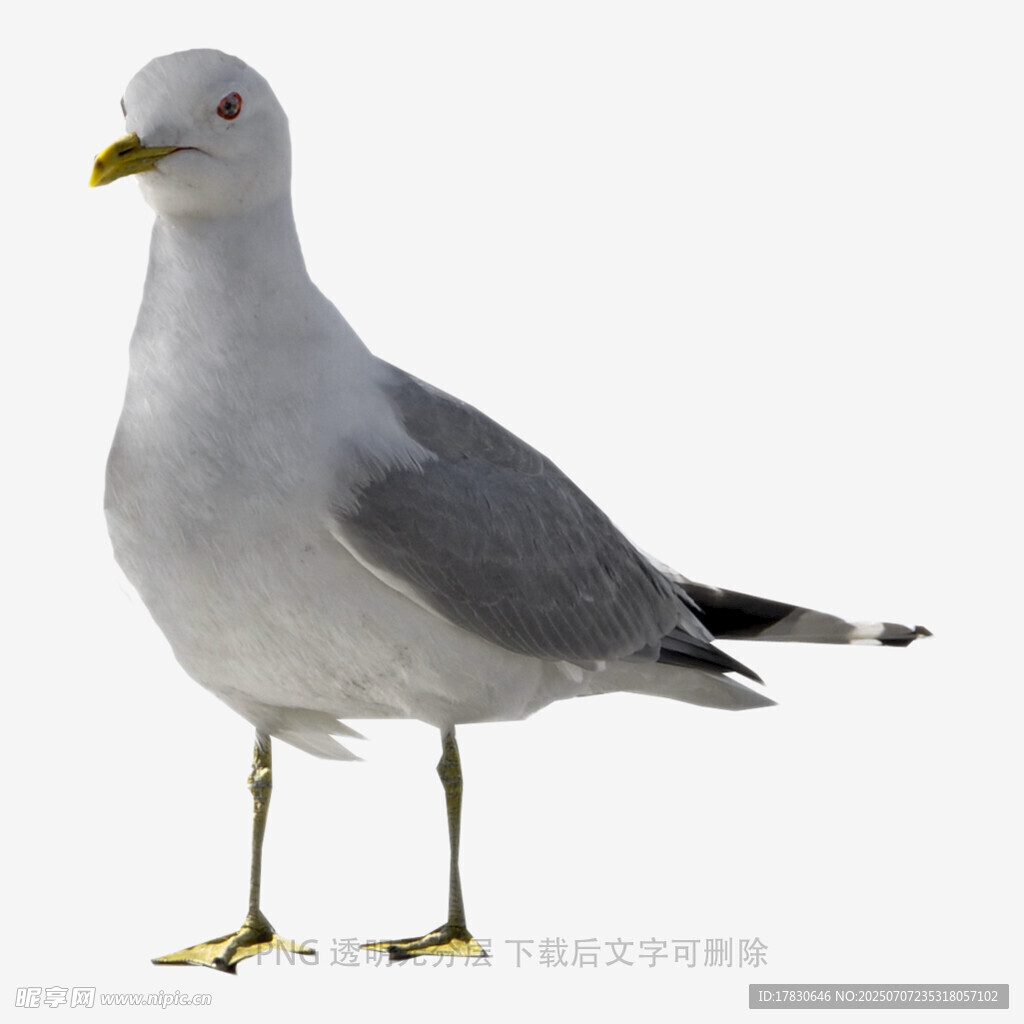 站立的海鸥
