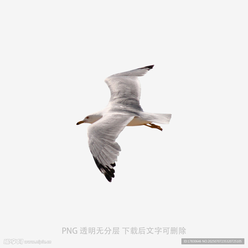 翱翔的海鸥