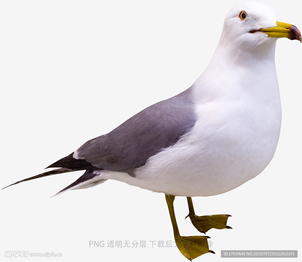 站立的海鸥