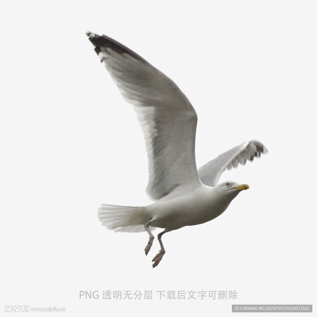 飞翔的海鸥