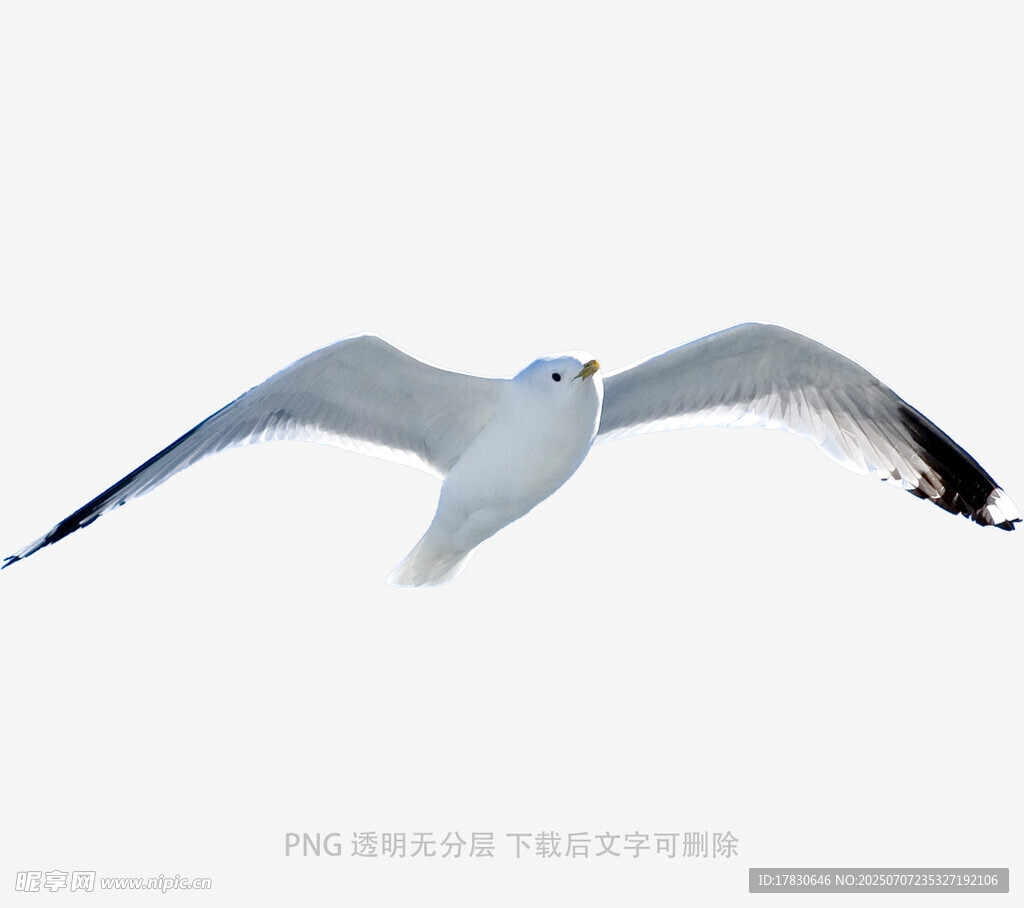 翱翔的海鸥
