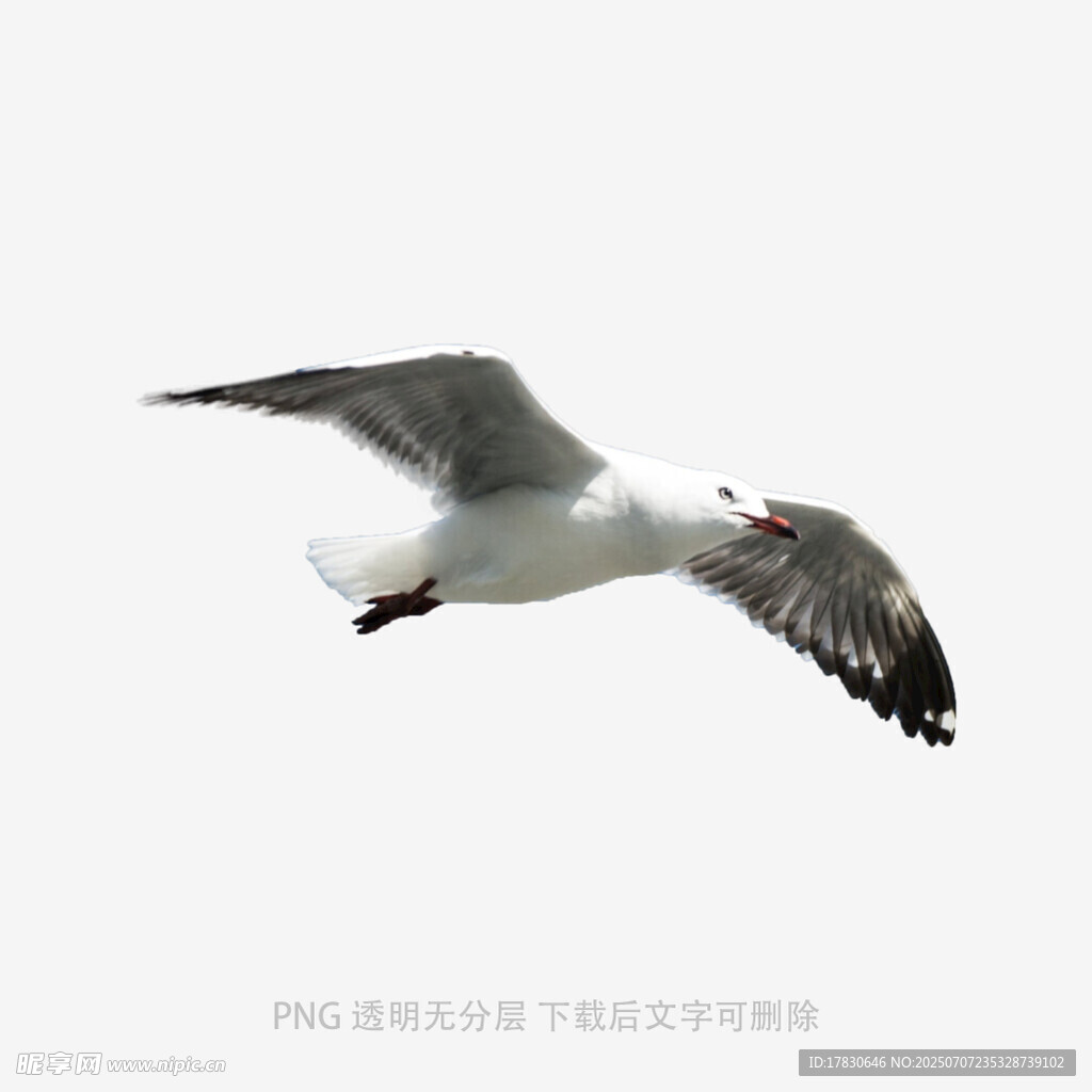翱翔的海鸥