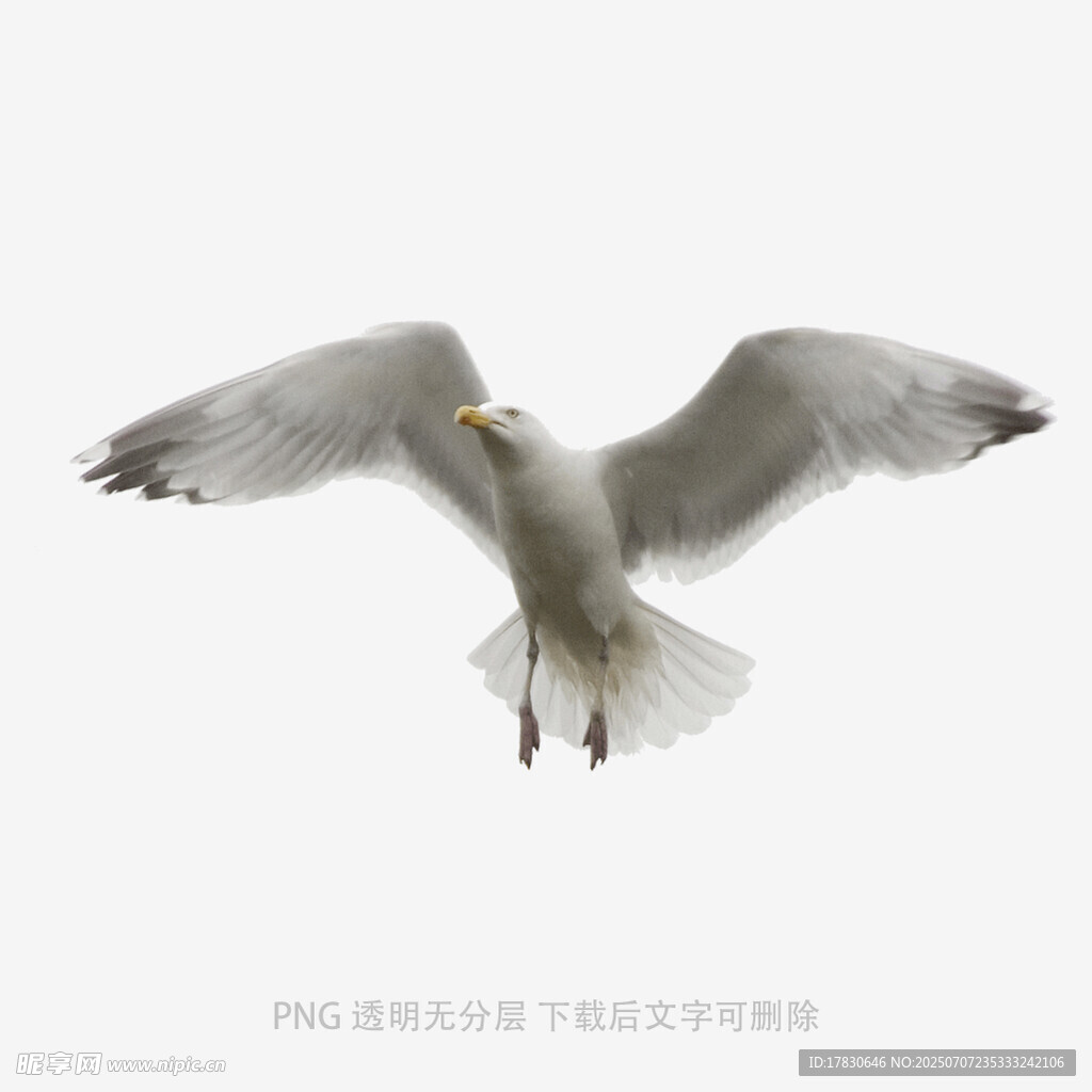 翱翔的海鸥