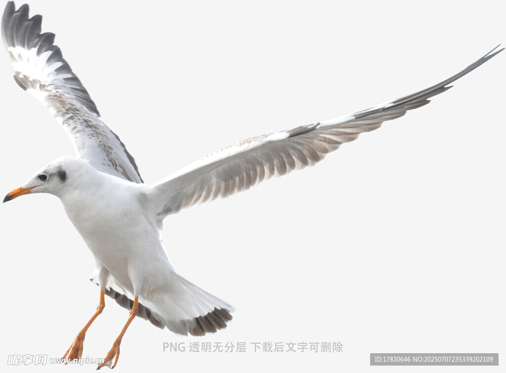 展翅翱翔的海鸥